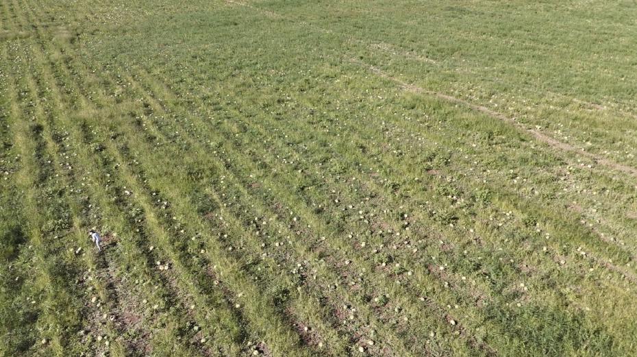 Eskişehir'de Karpuz Girişimi: Ücretsiz Toplama ve Çaresizlik İçinde Kalan Üretici