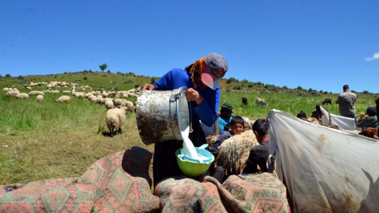 Muş’ta konaklayan göçerler, küçükbaş hayvanlardan süt sağımına başladı