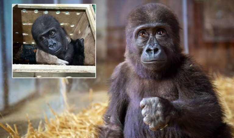 Bakanlık, yavru gorilin son durumunu paylaştı – Son Dakika Türkiye Haberleri