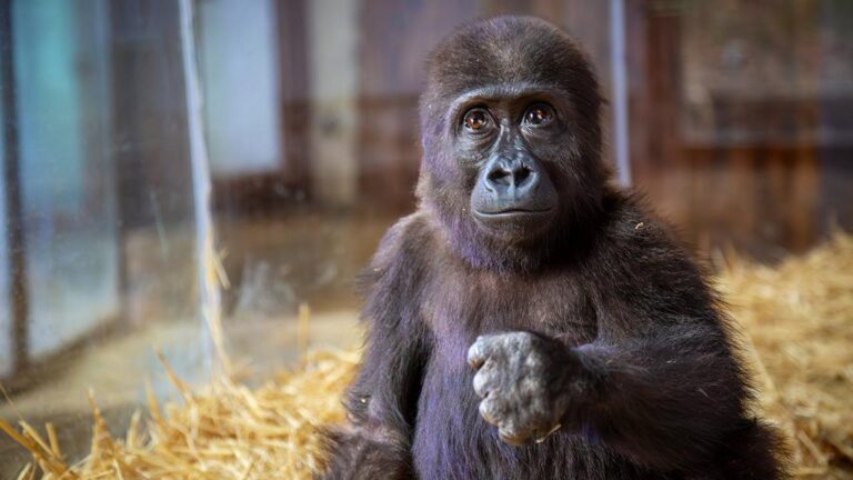 Yavru gorile verilecek isim için anket başlatıldı… İşte son 4'e kalan isimler.